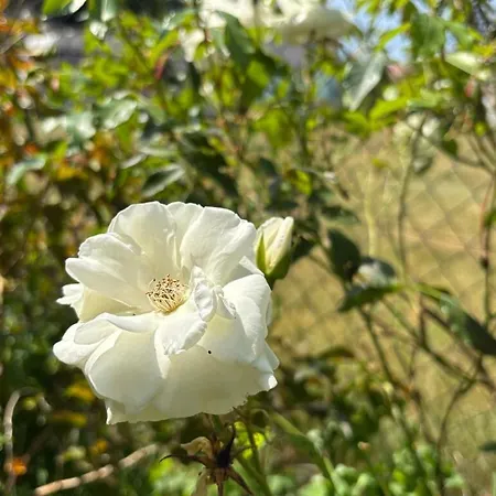 Wintertraum In - 70 Qm Wellness & Wohlfuehl-atmosphaere Appartement Damm