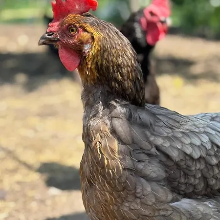 Wintertraum In - 70 Qm Wellness & Wohlfuehl-atmosphaere Damm