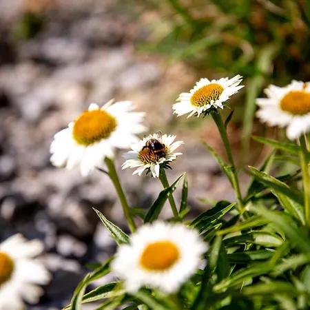 Apartmán Wintertraum In - 70 Qm Wellness & Wohlfuehl-atmosphaere *